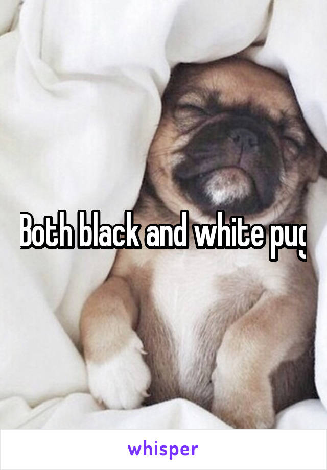 Both black and white pug