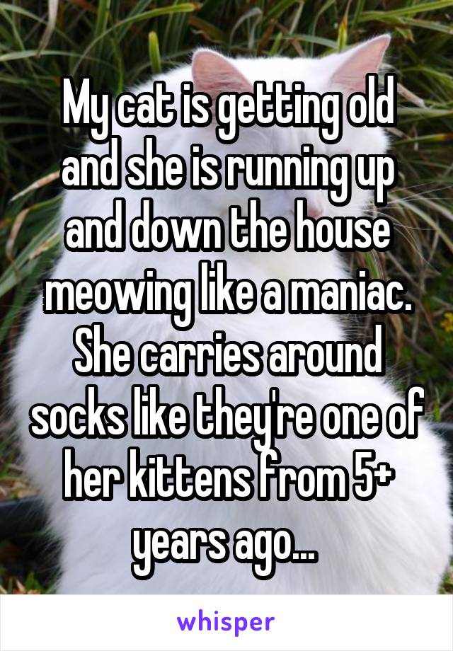 My cat is getting old and she is running up and down the house meowing like a maniac.
She carries around socks like they're one of her kittens from 5+ years ago... 