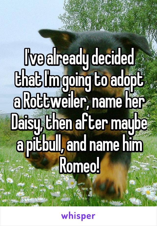 I've already decided that I'm going to adopt a Rottweiler, name her Daisy, then after maybe a pitbull, and name him Romeo!