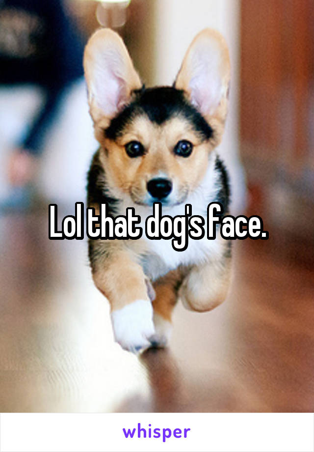 Lol that dog's face.