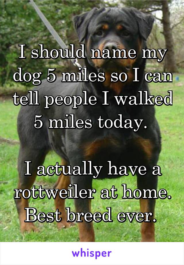 I should name my dog 5 miles so I can tell people I walked 5 miles today. 

I actually have a rottweiler at home. Best breed ever. 