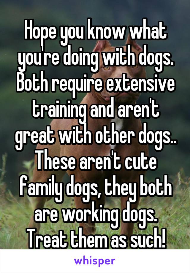 Hope you know what you're doing with dogs. Both require extensive training and aren't great with other dogs.. These aren't cute family dogs, they both are working dogs. Treat them as such!