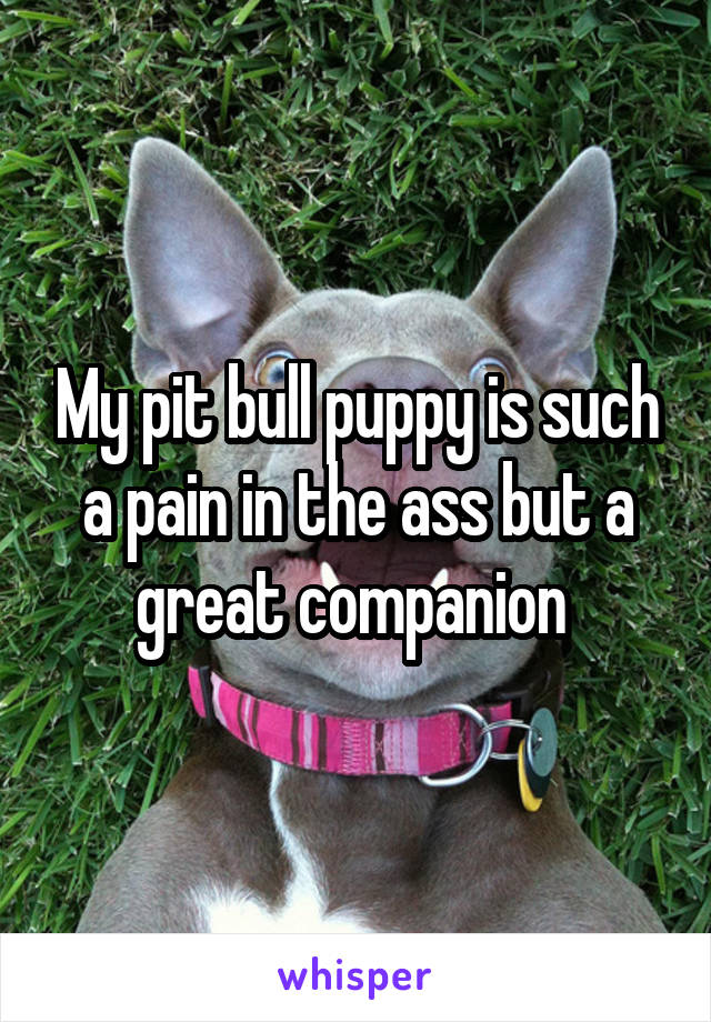My pit bull puppy is such a pain in the ass but a great companion 