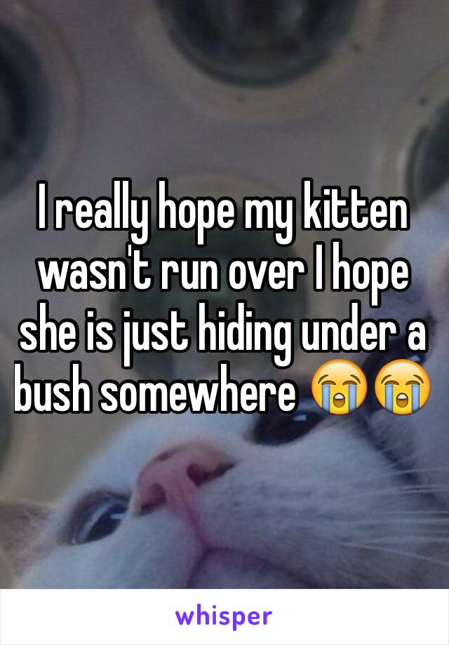 I really hope my kitten wasn't run over I hope she is just hiding under a bush somewhere 😭😭
