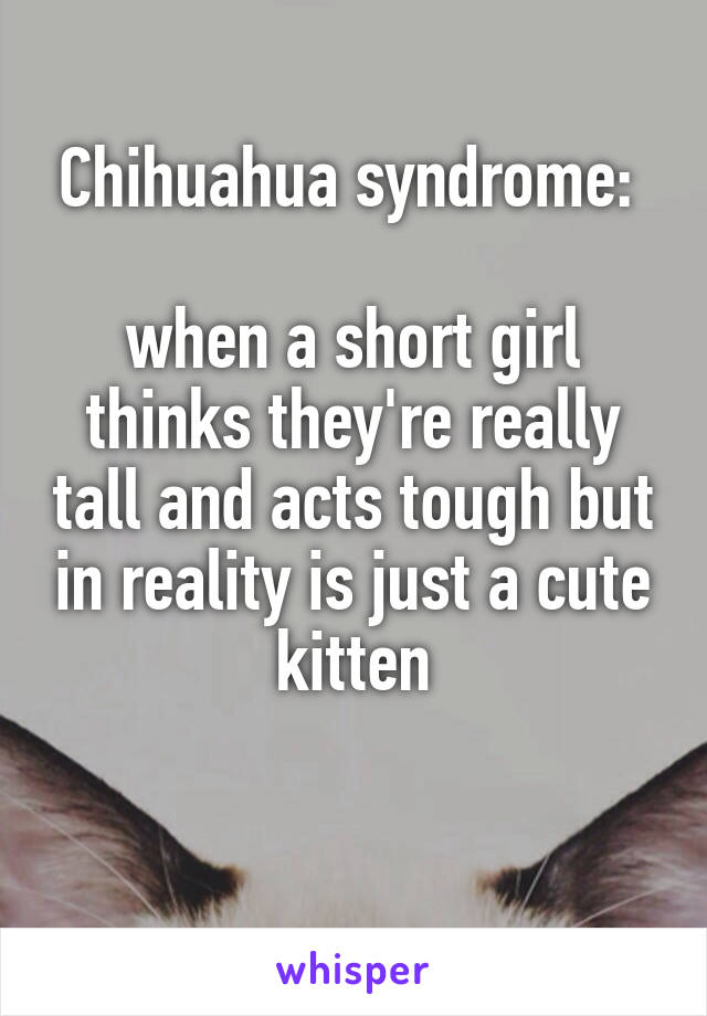 Chihuahua syndrome: 

when a short girl thinks they're really tall and acts tough but in reality is just a cute kitten

