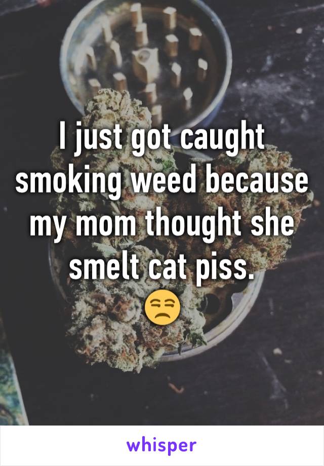 I just got caught smoking weed because my mom thought she smelt cat piss.
😒