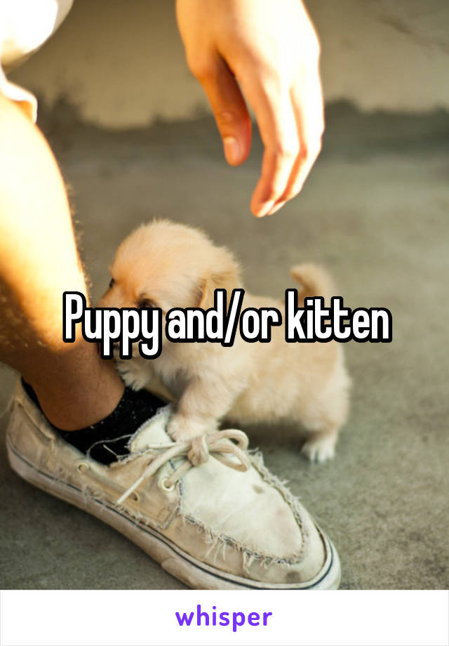 Puppy and/or kitten