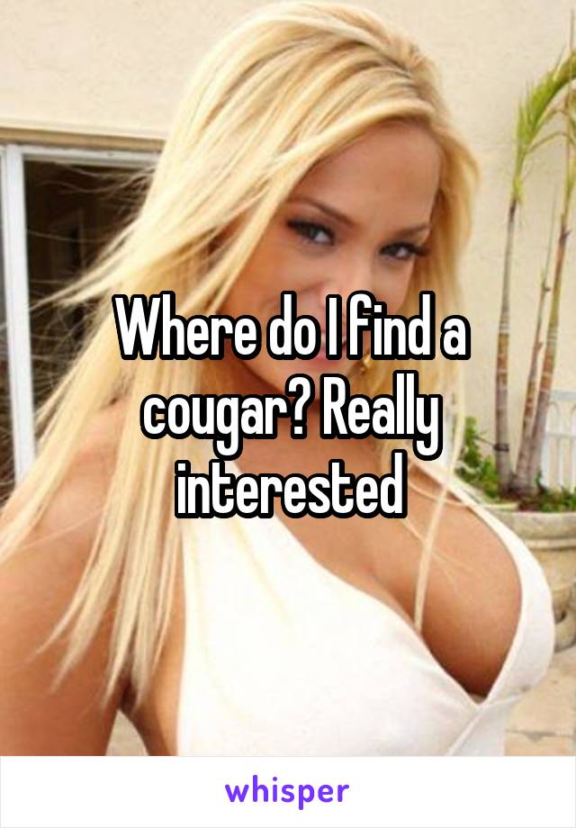 Where do I find a cougar? Really interested