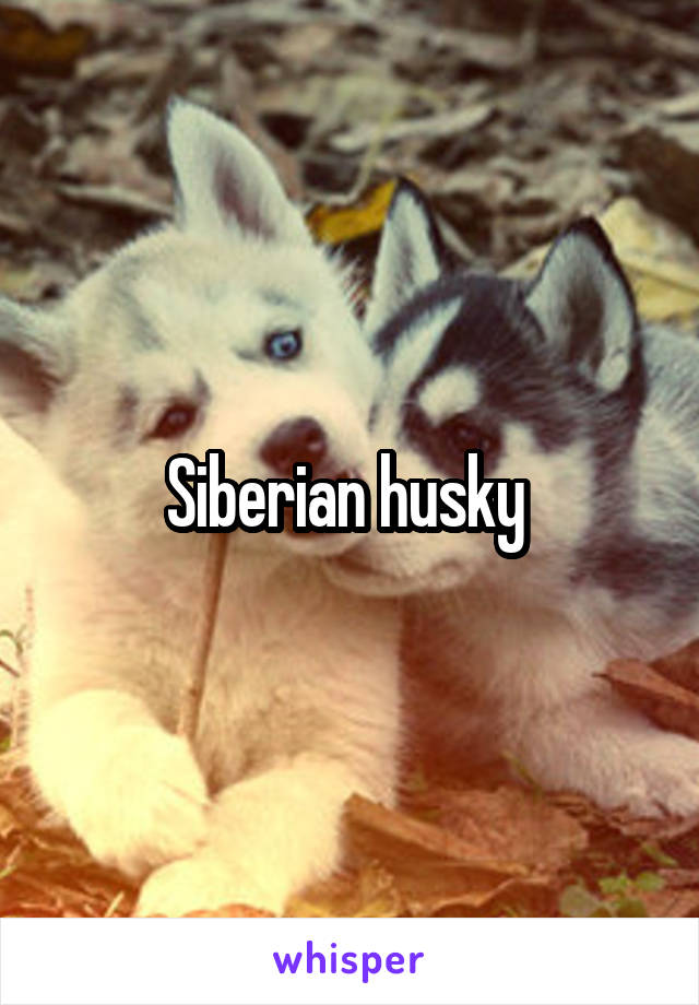 Siberian husky 