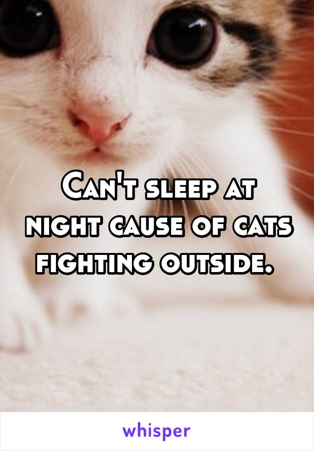 Can't sleep at night cause of cats fighting outside. 