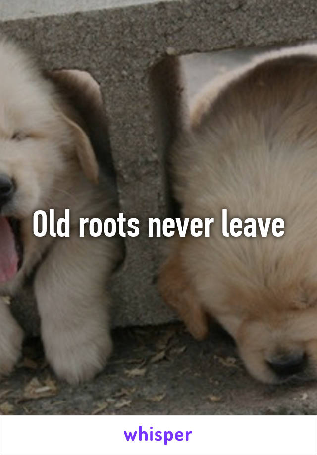 Old roots never leave