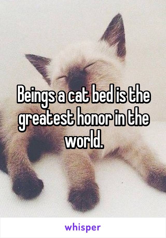 Beings a cat bed is the greatest honor in the world.