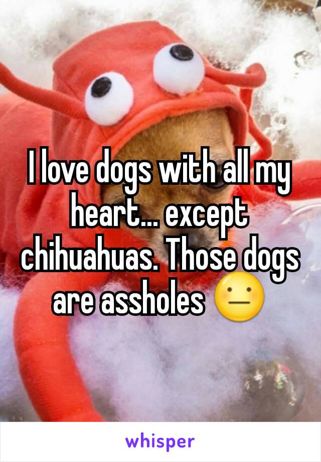 I love dogs with all my heart... except chihuahuas. Those dogs are assholes 😐