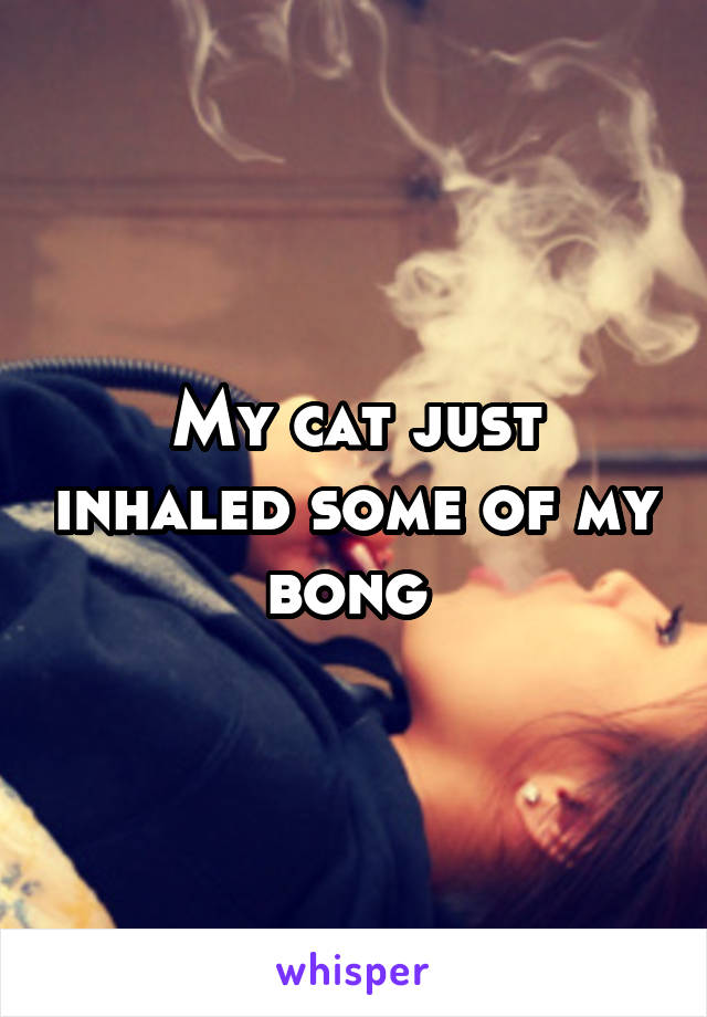 My cat just inhaled some of my bong 