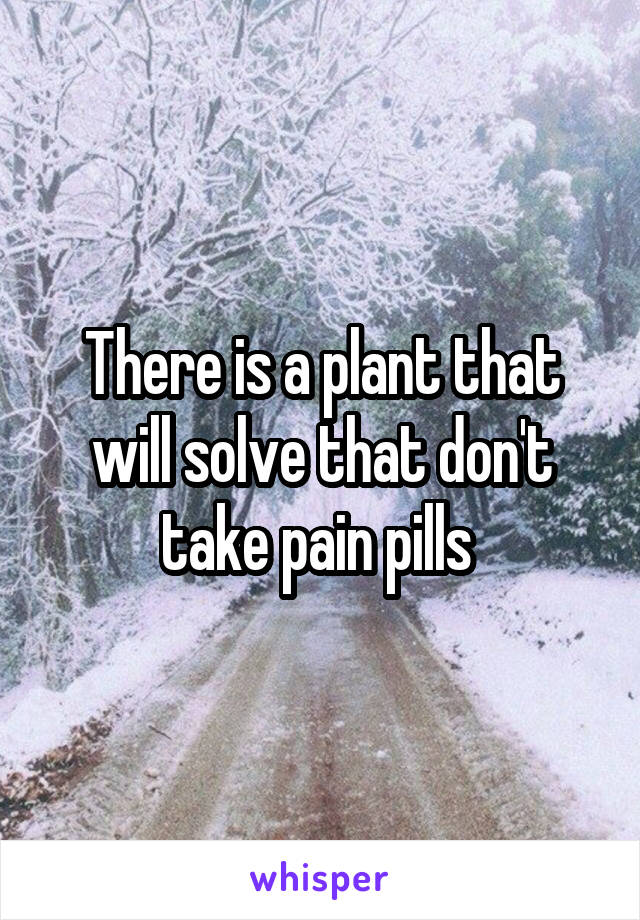 There is a plant that will solve that don't take pain pills 