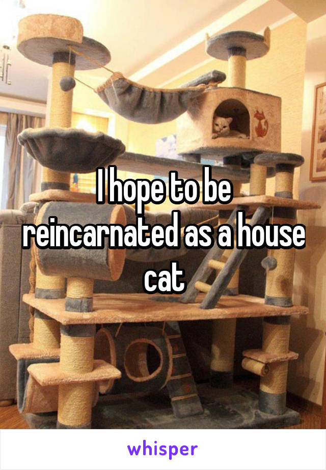 I hope to be reincarnated as a house cat