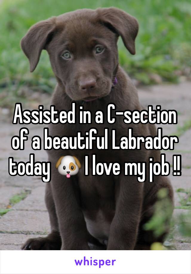 Assisted in a C-section of a beautiful Labrador today 🐶 I love my job !!