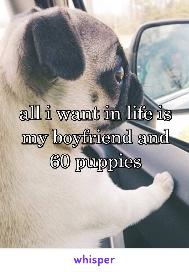 all i want in life is my boyfriend and 60 puppies
