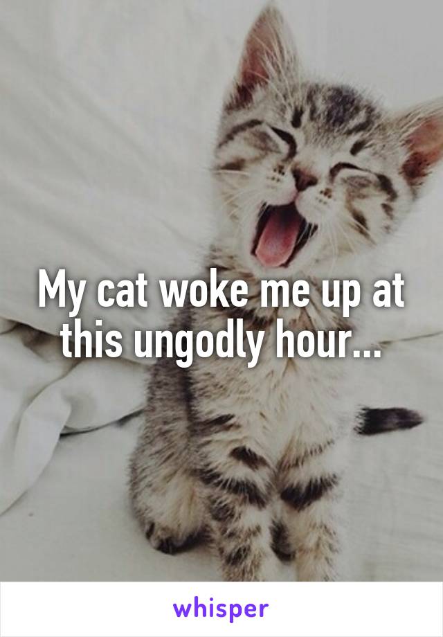 My cat woke me up at this ungodly hour...