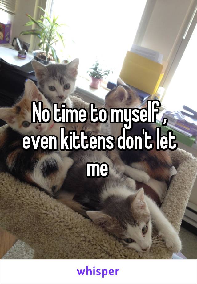 No time to myself , even kittens don't let me 