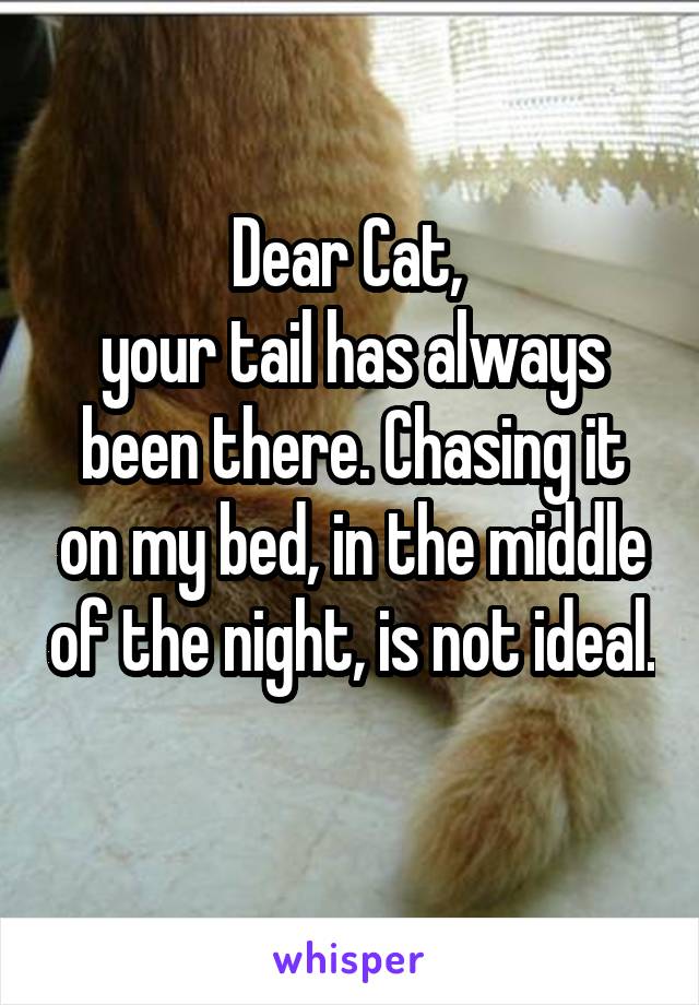 Dear Cat, 
your tail has always been there. Chasing it on my bed, in the middle of the night, is not ideal. 