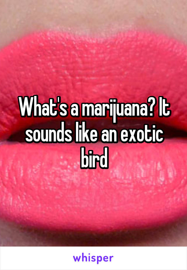What's a marijuana? It sounds like an exotic bird