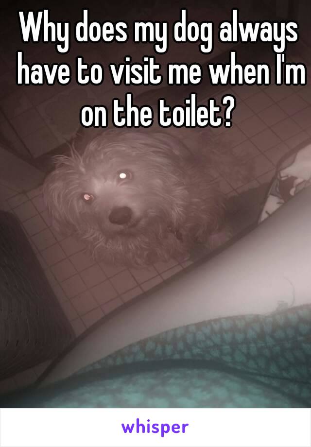 Why does my dog always have to visit me when I'm on the toilet? 