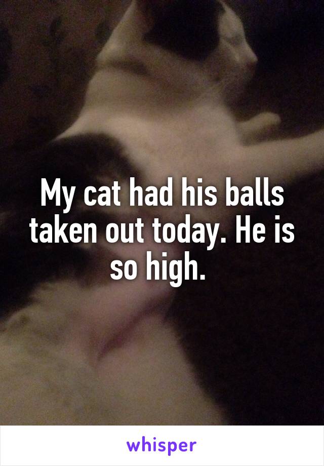 My cat had his balls taken out today. He is so high. 