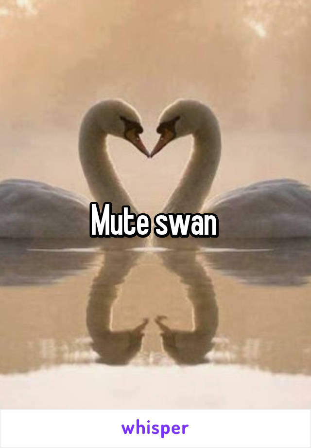 Mute swan 