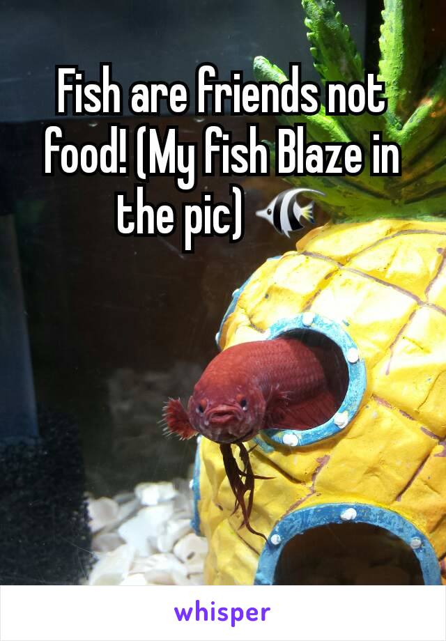 Fish are friends not food! (My fish Blaze in the pic) 🐠