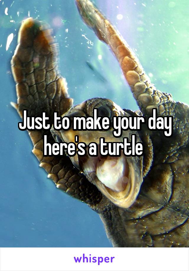 Just to make your day here's a turtle 