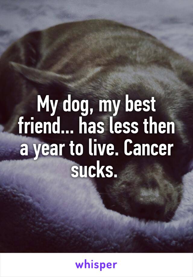 My dog, my best friend... has less then a year to live. Cancer sucks. 