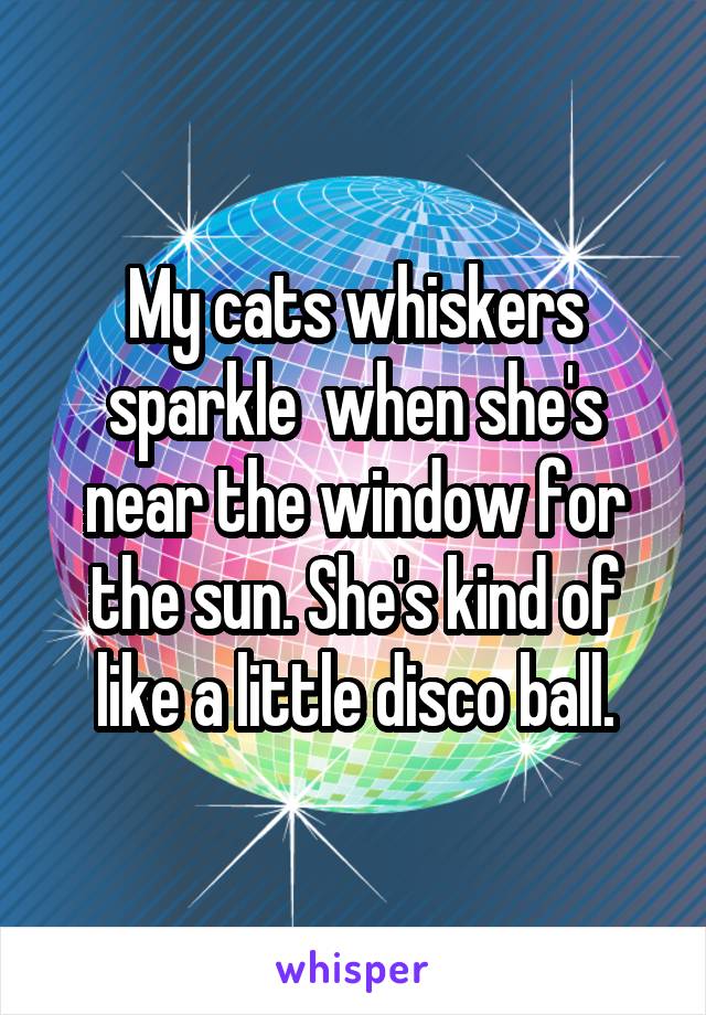 My cats whiskers sparkle  when she's near the window for the sun. She's kind of like a little disco ball.