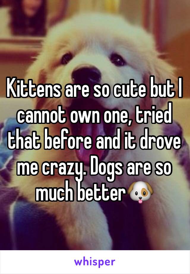 Kittens are so cute but I cannot own one, tried that before and it drove me crazy. Dogs are so much better🐶