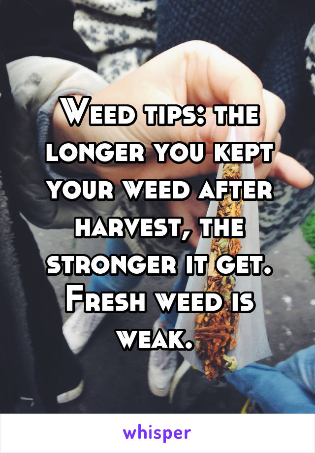 Weed tips: the longer you kept your weed after harvest, the stronger it get. Fresh weed is weak. 
