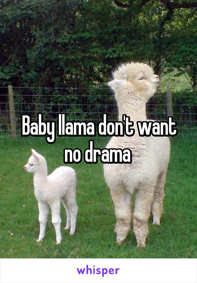Baby llama don't want no drama 