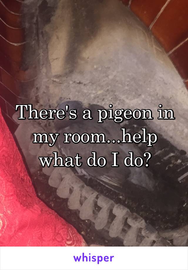There's a pigeon in my room...help what do I do?