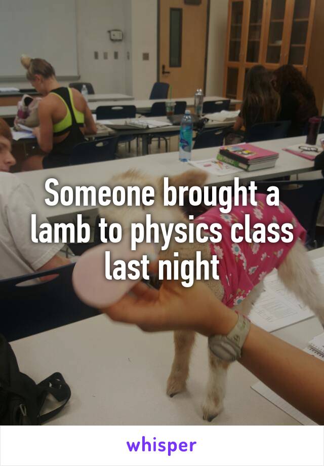 Someone brought a lamb to physics class last night