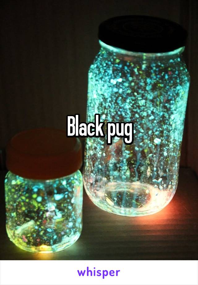 Black pug
