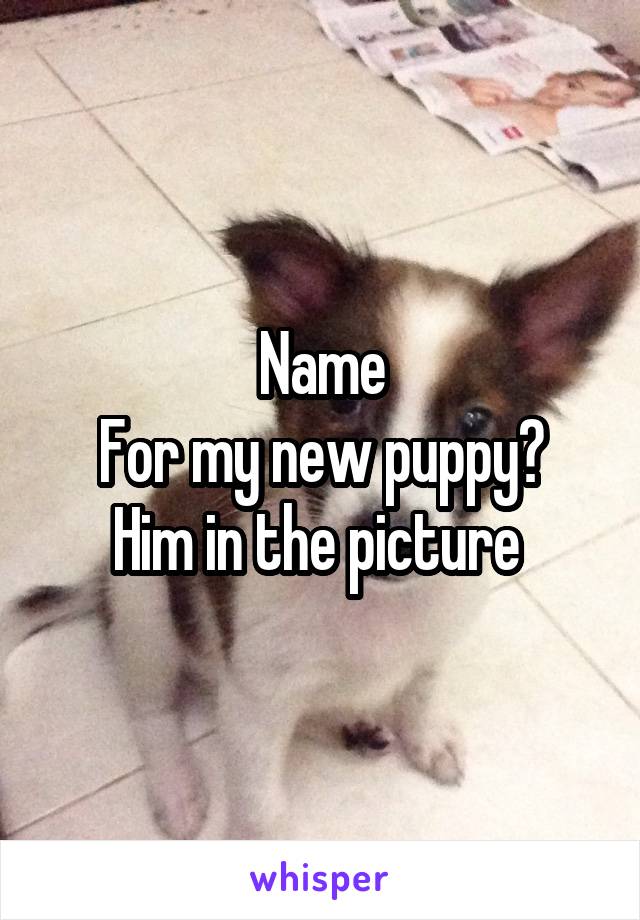 Name
For my new puppy? Him in the picture 