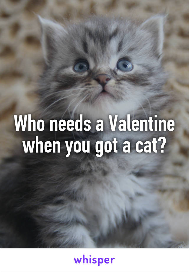 Who needs a Valentine when you got a cat?