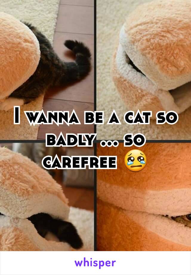 I wanna be a cat so badly ... so carefree 😢