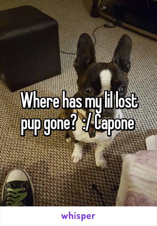 Where has my lil lost pup gone?  :/ Capone 