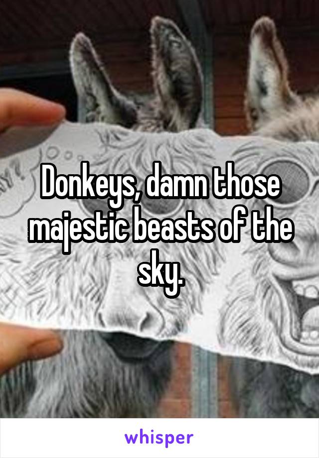 Donkeys, damn those majestic beasts of the sky.