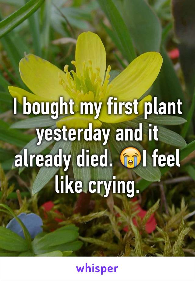 I bought my first plant yesterday and it already died. 😭I feel like crying. 