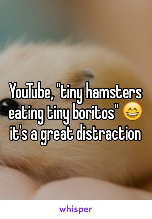 YouTube, "tiny hamsters eating tiny boritos" 😄 it's a great distraction 