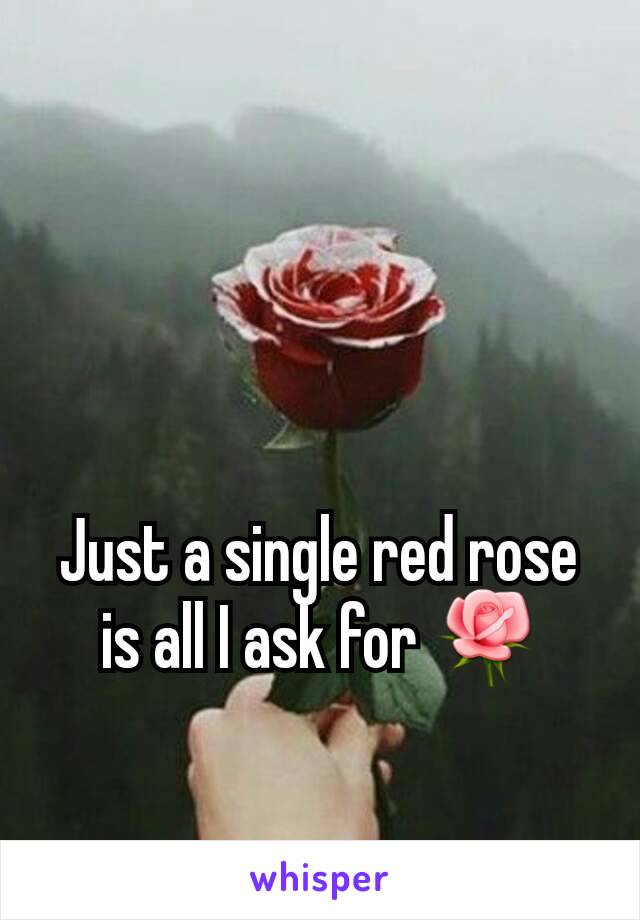 Just a single red rose is all I ask for 🌹