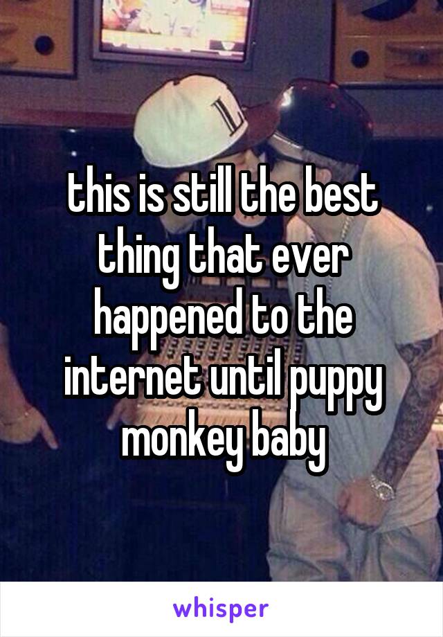 this is still the best thing that ever happened to the internet until puppy monkey baby