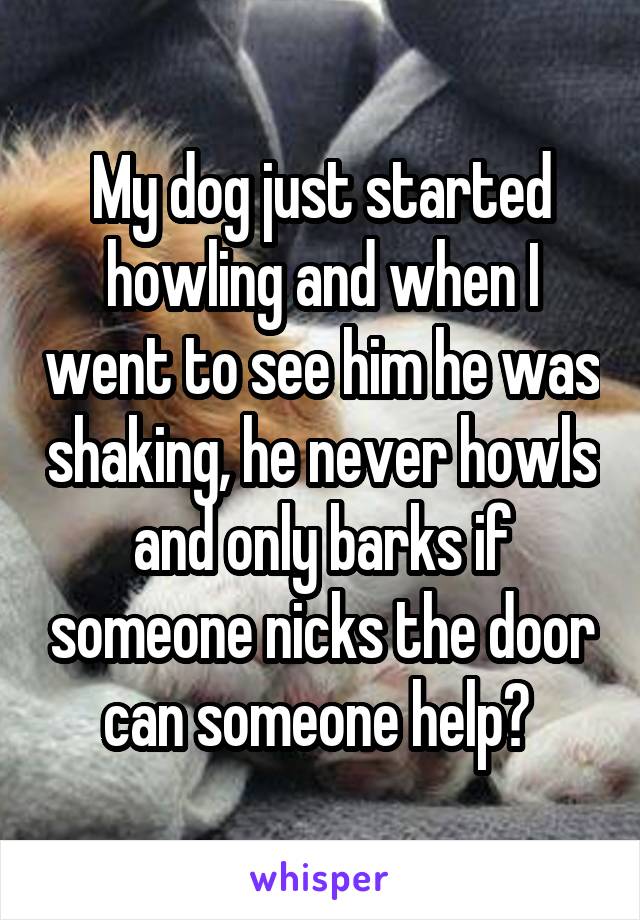 My dog just started howling and when I went to see him he was shaking, he never howls and only barks if someone nicks the door can someone help? 