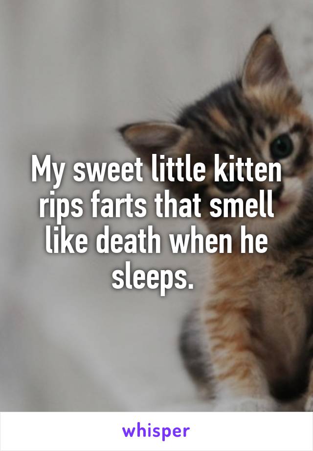 My sweet little kitten rips farts that smell like death when he sleeps. 
